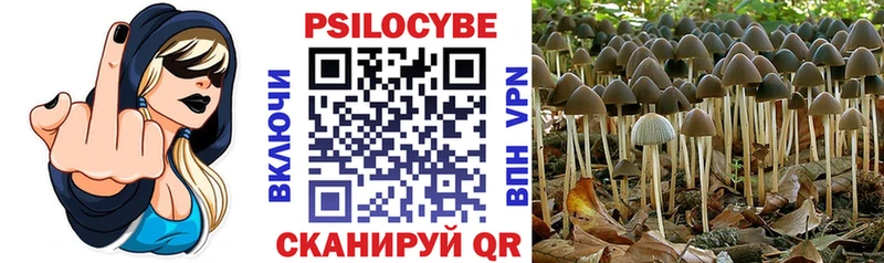 закладка  Шатура  Псилоцибиновые грибы мицелий 